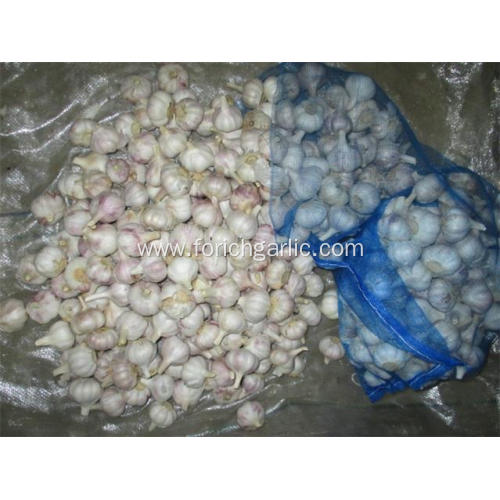 2020 Crop Fresh Normal White Garlic